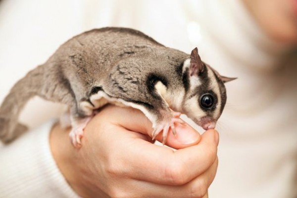 Cara merawat sugar glider