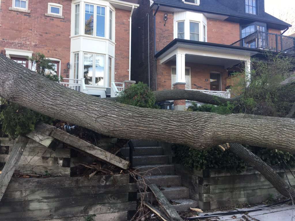 Pohon dan tiang listrik bertumbangan diterjang angin kencang di Ontario, Quebec, Kanada