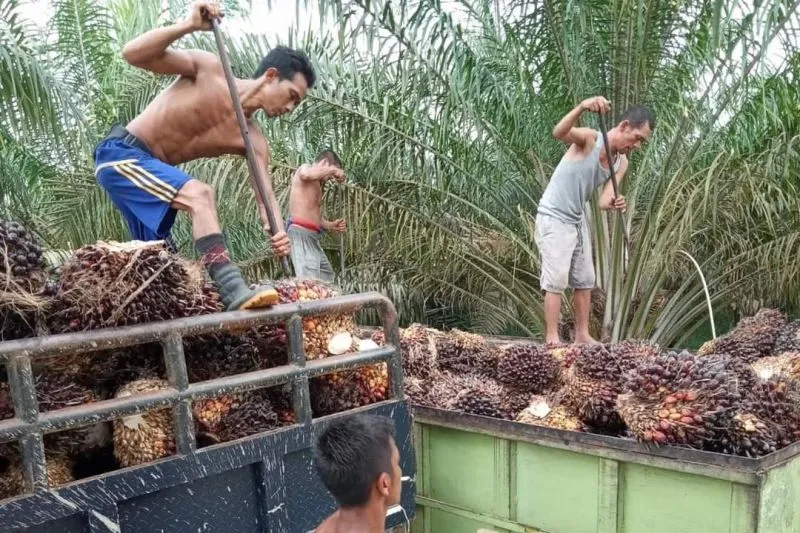 DPR minta pemerintah membeli kelapa sawit rakyat untuk menghindari dampak negatif dari kebijakan pelarangan ekspor crude palm oil (CPO) terhadap petani.