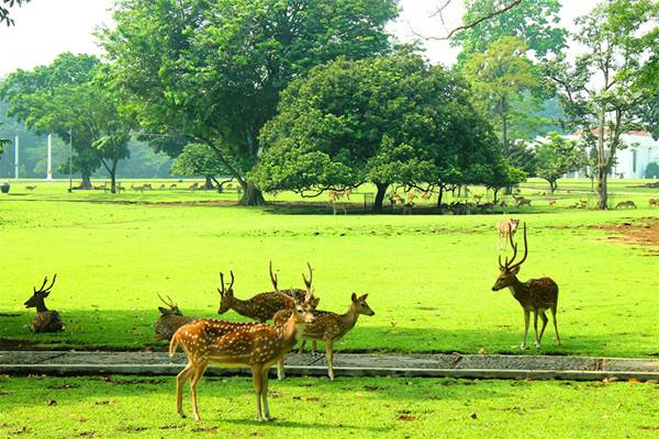 tips libur lebaran di Kebun Raya Bogor
