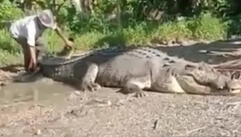 Video warga Desa Ambuau Indah, Kecamatan Lasalimu Selatan, Kabupaten Buton, Sulawesi Tenggara, saat menangkap buaya sepanjang 4,3 meter dengan berat 1 ton, Sabtu (25/6/2022) 