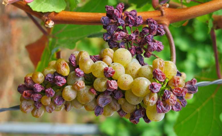 makanan manusia yang berbahaya untuk kucing