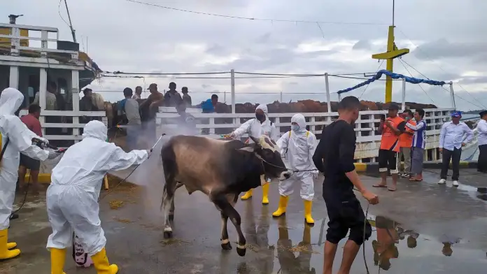 320 Ekor Sapi Tiba di Batam