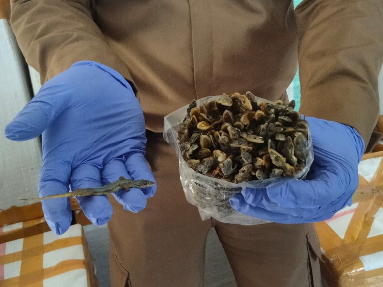 Eskpor 670 Kg Cicak Kering ke Hongkong