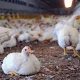 Peternak Ayam di Thailand Berikan Ganja Sebagai Pakan