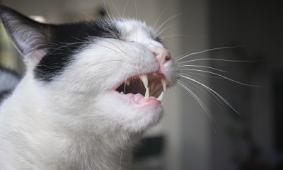 penyebab kucing bersin-bersin