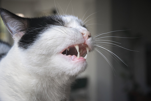 penyebab kucing bersin-bersin