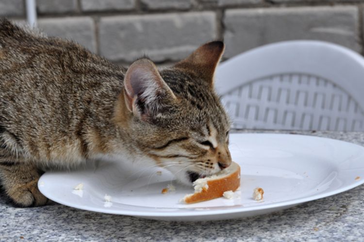 makanan manusia yang berbahaya untuk kucing