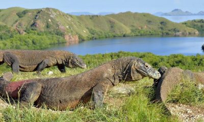 harga tiket TN Komodo naik