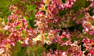 manfaat selada merah