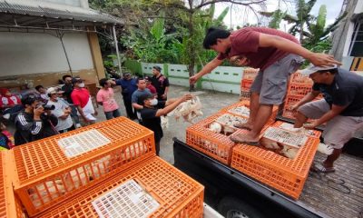 Peternak Unggas di Karang Anyar Bagikan Ayam dan Telur Gratis