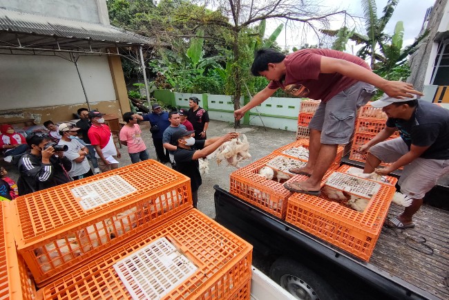 Peternak Unggas di Karang Anyar Bagikan Ayam dan Telur Gratis