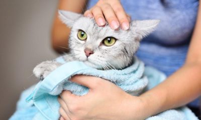 cara mengatasi kucing flu