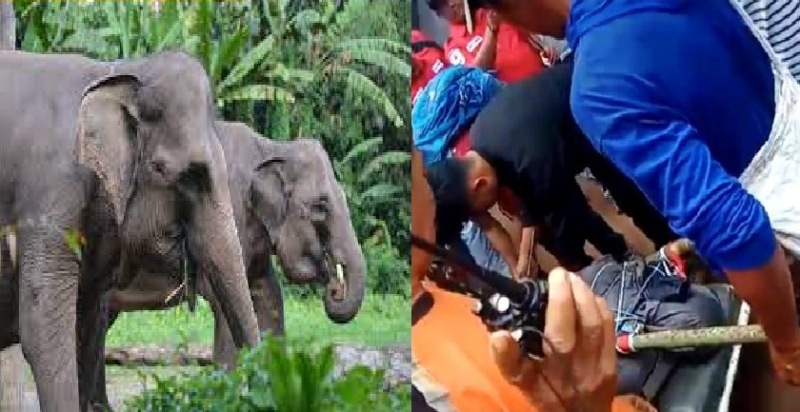 Ilustri kawanan gajah dan warga mengevakuasi petani yang meninggal dunia diamuk gajah liar di kawasan Pidie