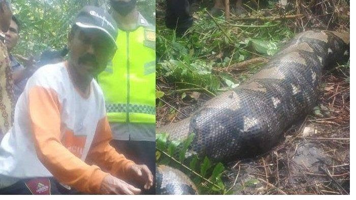 Warga menangkap ular piton atau sanca yang telah memangsa seorang wanita yang sedang berada di kebun karet di Tanjabbar, Jambi.