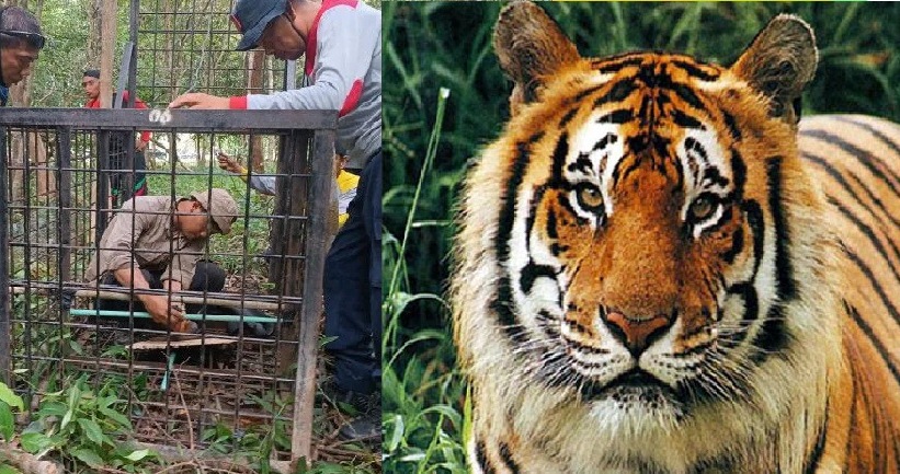 Tim BB KSDA Riau dan pemangku kepentingan terkait memasang kamera dan kandang jebak di Hutan Kota Arwinas Siak yang diduga menjadi tempat bersembunyi harimau Sumatera berusia remaja