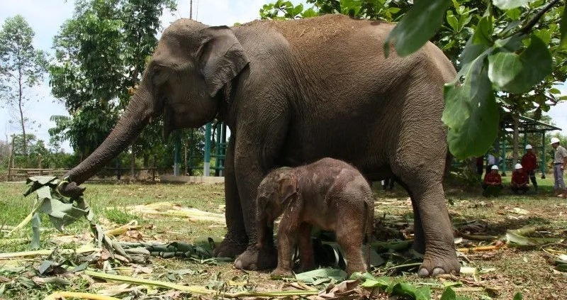 Seekor bayi gajah yang baru lahir Kamis (6/4) bersama induknya yang bernama Carmen di Unit Konservasi Gajah Estate Ukui PT RAPP di Pelalawan, Riau. (Ant)