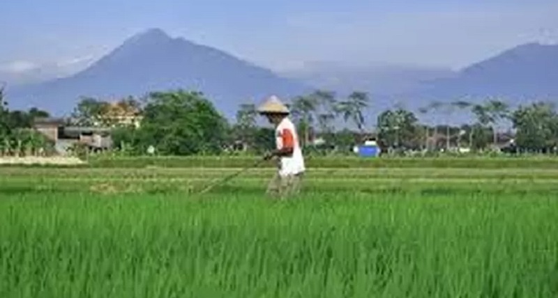 Pada 2023 luas lahan pertanian di Kota Sukabumi sekitar 1.321 hektare, tetapi pada tahun ini menjadi 1.295 hektare atau berkurang 26 hektare
