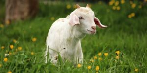 Cuma di Jepang, Kambing Ikut Sekolah Agar Kelas Ramai dan Penuh