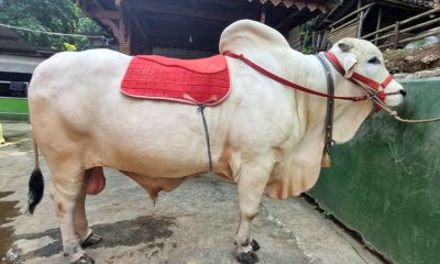 Presiden Jokowi Sumbang 38 Sapi Kurban pada Idul Adha 2024 di 38 Provinsi, Masing-Masing Seberat Hampir 1 Ton