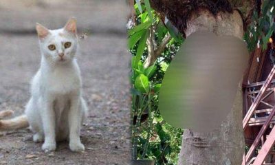 Keji! Pelaku yang Memaku Kucing Akhirnya Dijadikan Tersangka