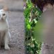 Keji! Pelaku yang Memaku Kucing Akhirnya Dijadikan Tersangka