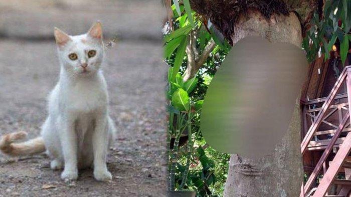 Keji! Pelaku yang Memaku Kucing Akhirnya Dijadikan Tersangka