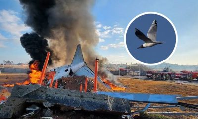 3 Fakta Kecelakaan Pesawat Jeju Air yang Menewaskan 179 Orang