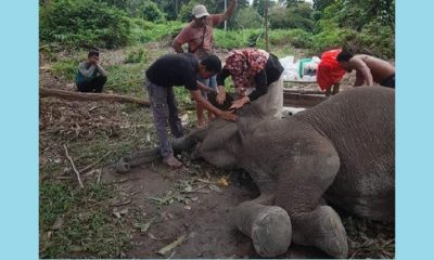 Para Pawang Kaget dan Petugas Konservasi Berduka, Rimbani, Gajah Sumatera di Taman Nasional Riau Mati