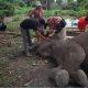Para Pawang Kaget dan Petugas Konservasi Berduka, Rimbani, Gajah Sumatera di Taman Nasional Riau Mati