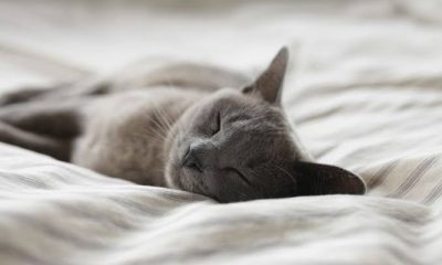 Pria Penembak Mati Kucing Akhirnya Dijadikan Tersangka