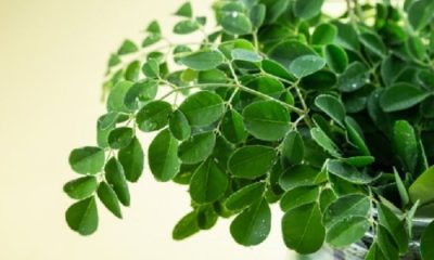 Manfaat Air Rebusan Daun Kelor