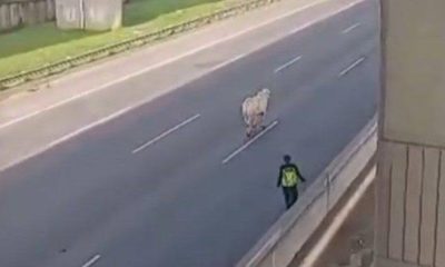 Sapi Lepas di Jalan Tol, Langsung Dipotong di Tempat