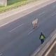 Sapi Lepas di Jalan Tol, Langsung Dipotong di Tempat