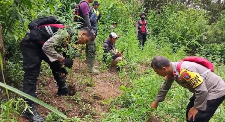 Kasus Penemuan Ladang Ganja di Kawasan Bromo, 4 Orang Jadi Tersangka