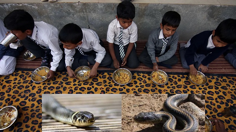 Ada Ular Mati di Hidangan Makan Siang Gratis, 100 Anak di India Jatuh Sakit Usai Menyantapnya
