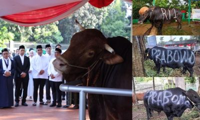 Presiden Prabowo Borong Hampir 1000 Sapi Kurban, Peternak APPSI Mengenyam Berbagai Rasa