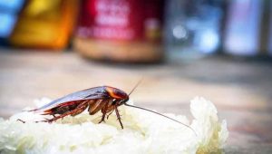 cara mengusir kecoa