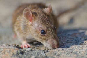 cara mengusir tikus