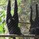 Pasangan Siamang Bejo, Mesra dan Anaknya Boni Menapaki Babak Baru di Taman Nasional Gunung Leuser