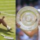 Swiatek Raih Gelar Wimbledon dengan Double Bagel setelah Hancurkan Anisimova di Final