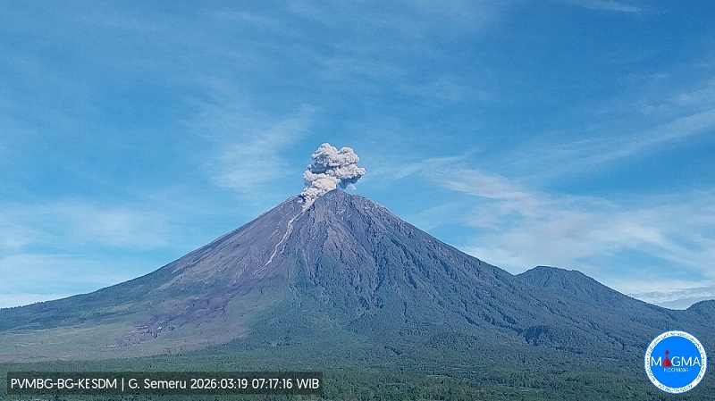 Gunung Semeru di Jawa Timur ketika erupsi Kamis (19/3/2026) dengan tinggi kolom abu teramati ± 800 m di atas puncak (± 4476 m di atas permukaan laut). 
