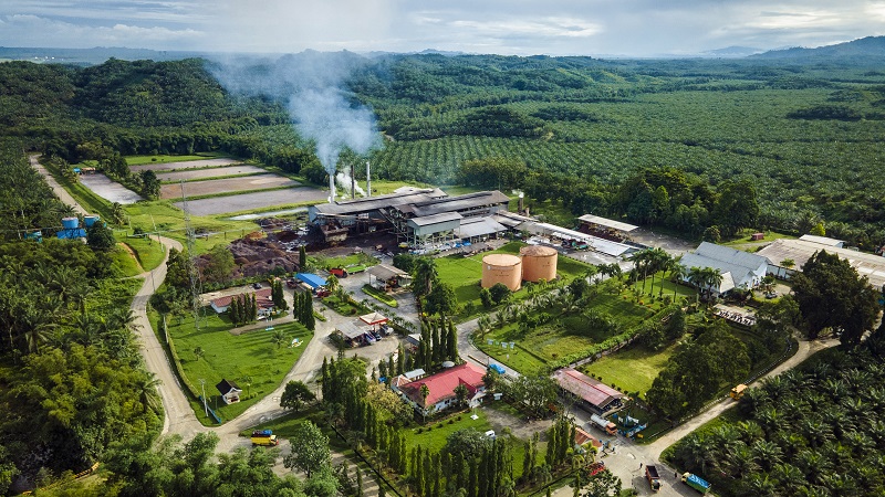 Pilar Ekonomi Hijau: Industri Sawit Serap 17 Juta Tenaga Kerja dan Komitmen Nol Deforestasi